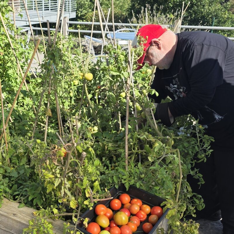 Harvesting tomatoes