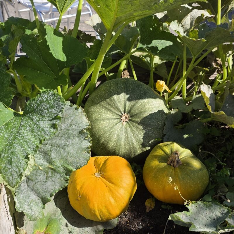 Squash growing