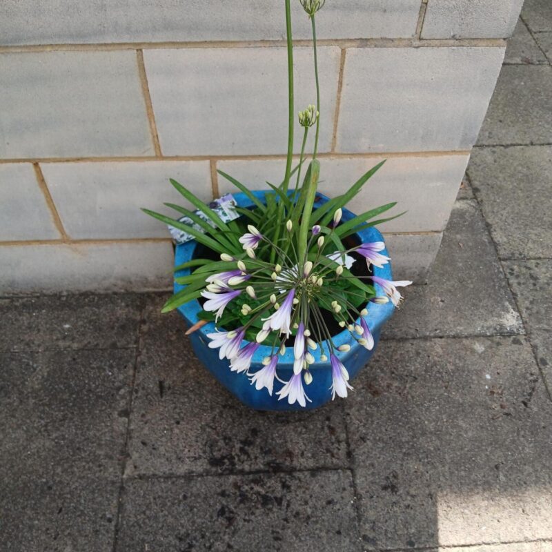 Flowering plant in pot