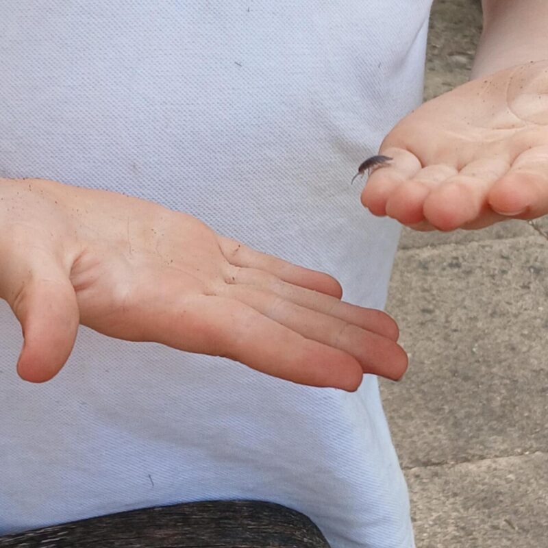 Child holding a bug