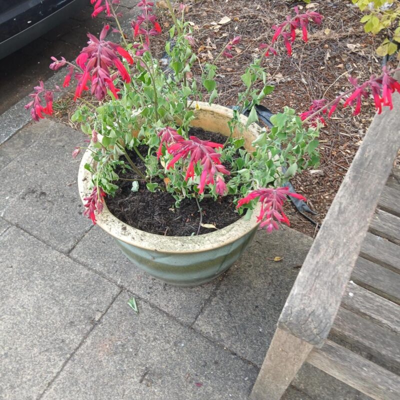Newly planted flower pot